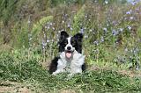 BORDER COLLIE 329